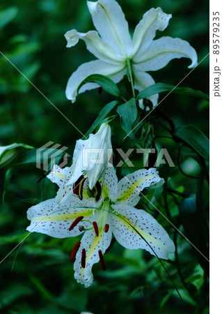 ユリの王様 89579235