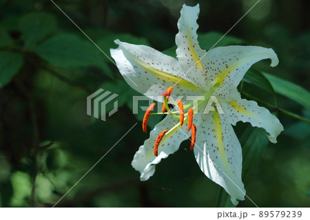 ユリの王様 89579239