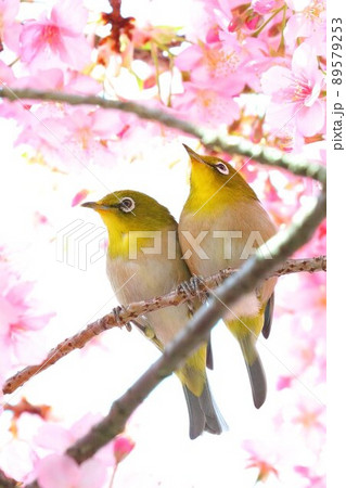 河津桜とつがいのメジロの写真素材 [89579253] - PIXTA