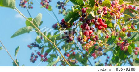 branch of colored ripe berries of shadberry 89579289