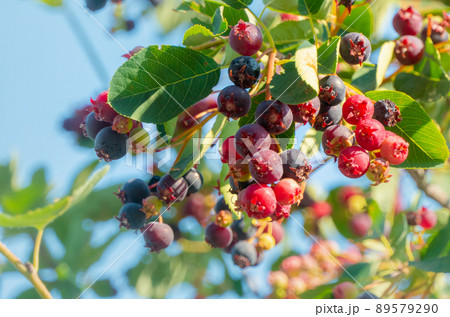 branch of colored ripe berries of shadberry branch of colored ripe berries of shadberry 89579290