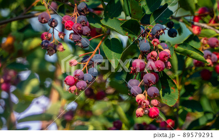 branch of colored ripe berries of shadberry branch of colored ripe berries of shadberry 89579291