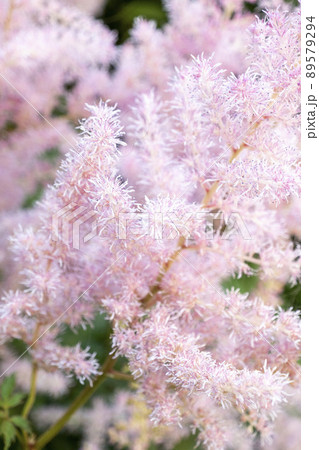 Pink small astilba flowers close-up. Delicate pink background blurred. selective focus 89579294
