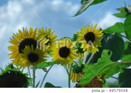 太陽の花 太陽の花 89579508