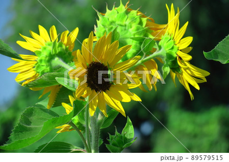 太陽の花 89579515