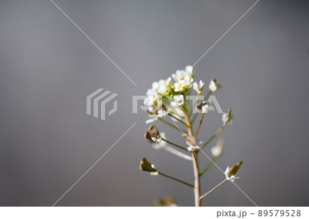 野草　なずな　オールドレンズ 89579528