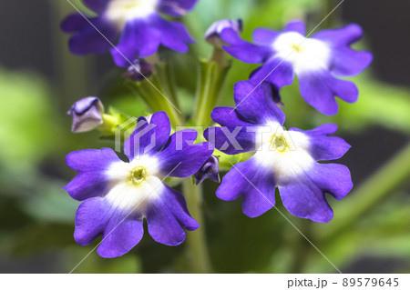 バーベナ 89579645