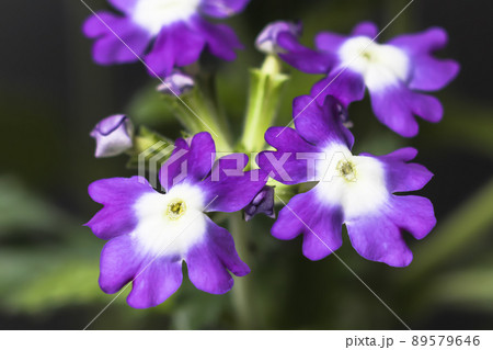 バーベナ バーベナ 89579646