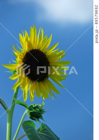 太陽の花 89579692