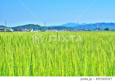 麦畑 田舎の風景 地方への移住イメージ 麦畑 田舎の風景 地方への移住イメージ 89580097