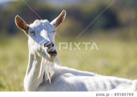Portrait of white goat with beard on blurred bokeh background. Farming of useful animals concept. Portrait of white goat with beard on blurred bokeh background. Farming of useful animals concept. 89580769