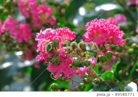 真夏の青空に映える 真夏の青空に映える 89580771