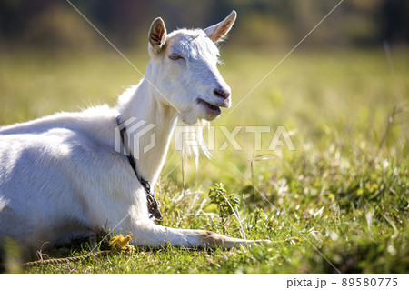 Portrait of white goat with beard on blurred bokeh background. Farming of useful animals concept. Portrait of white goat with beard on blurred bokeh background. Farming of useful animals concept. 89580775