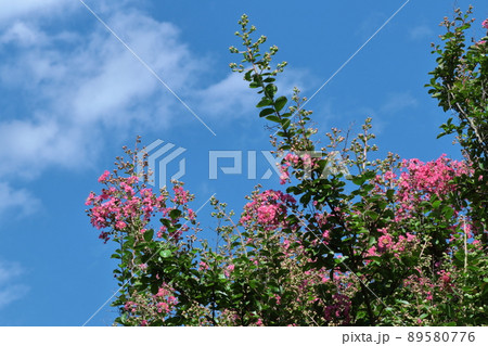 真夏の青空に映える 89580776