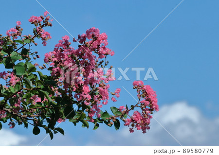 真夏の青空に映える 89580779