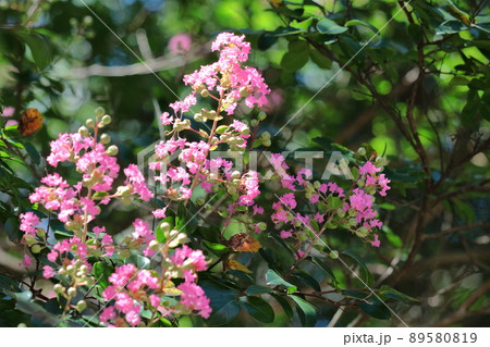 真夏の青空に映える 89580819