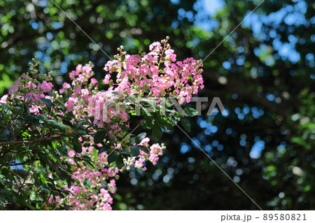真夏の青空に映える 真夏の青空に映える 89580821