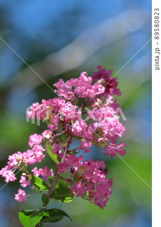 真夏の青空に映える 真夏の青空に映える 89580823