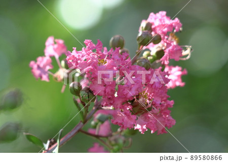 真夏の青空に映える 真夏の青空に映える 89580866
