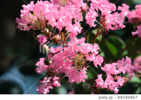 真夏の青空に映える 89580867