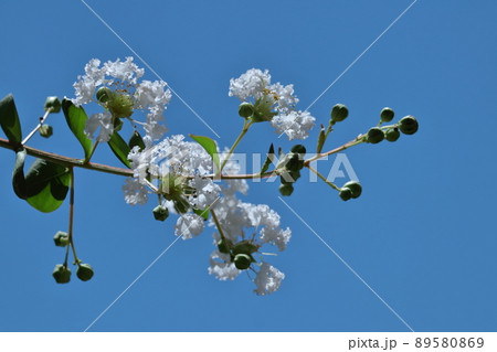 真夏の青空に映える 真夏の青空に映える 89580869