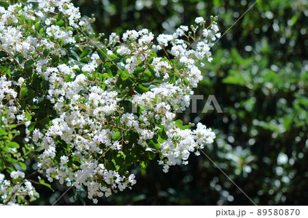 真夏の青空に映える 真夏の青空に映える 89580870
