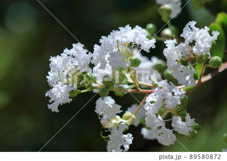 真夏の青空に映える 89580872