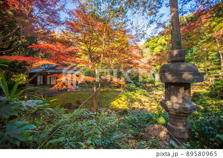 東京都　旧古河庭園の紅葉 89580965