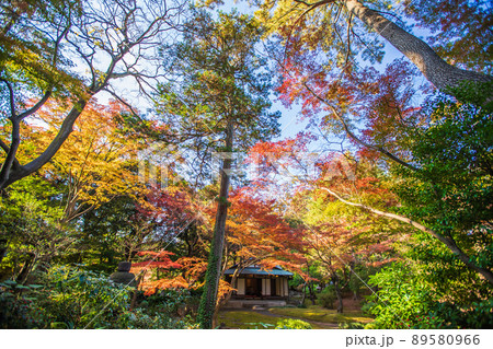 東京都　旧古河庭園の紅葉 89580966