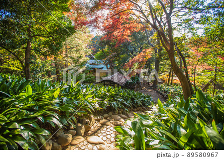 東京都　旧古河庭園の紅葉 89580967