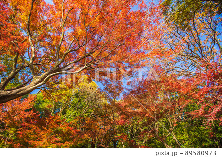 東京都　旧古河庭園の紅葉 89580973