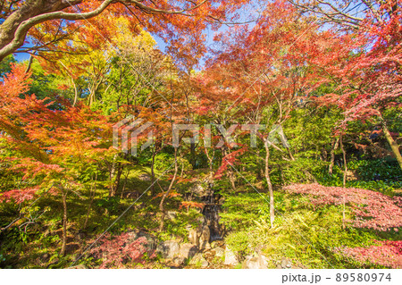 東京都　旧古河庭園の紅葉 89580974