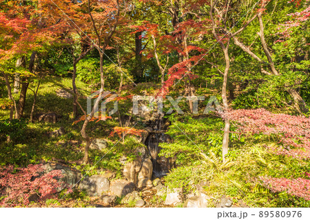 東京都　旧古河庭園の紅葉 89580976