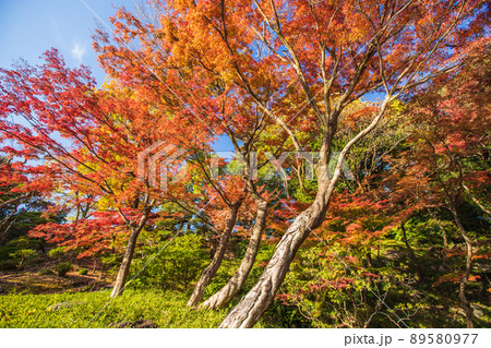 東京都　旧古河庭園の紅葉 89580977