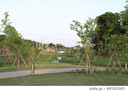 夕暮れのイイナパーク川口・赤山歴史自然公園にて 89581085