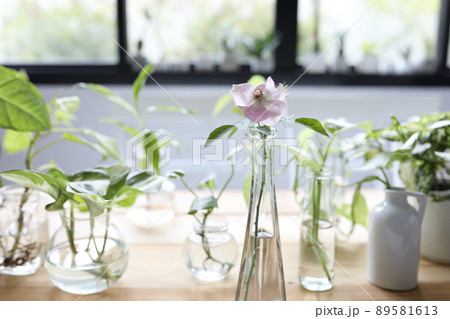 Rose and Green plants  in glass vase and pot and cup on brown wooden table 89581613