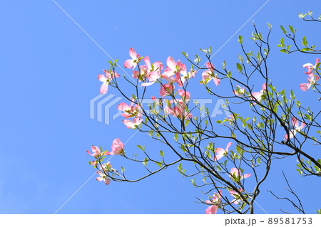 青空を背景に咲くピンク色のハナミズキの花 青空を背景に咲くピンク色のハナミズキの花 89581753
