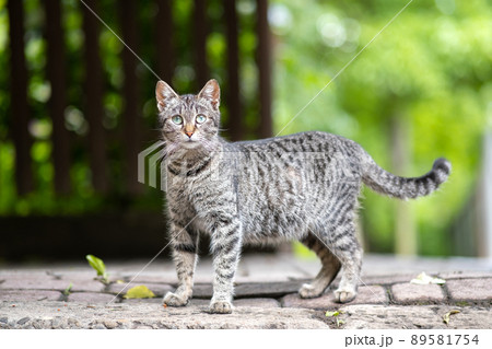 Cute gray striped cat standing outdoors on summer street. 89581754