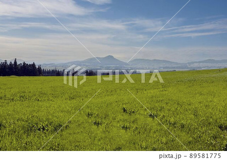 草原 野原 風景 89581775