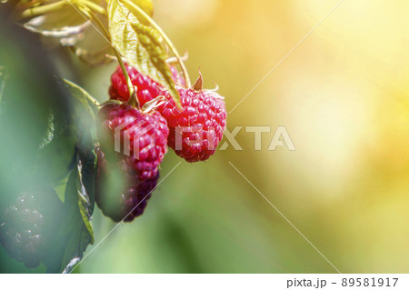 Close-up of isolated lit by summer sun growing branch of beautiful ripe red juicy raspberries with fresh green leaves on bright light blurred copy-space background. Agriculture, farming, healthy food. Close-up of isolated lit by summer sun growing branch of beautiful ripe red juicy raspberries with fresh green leaves on bright light blurred copy-space background. Agriculture, farming, healthy food. 89581917