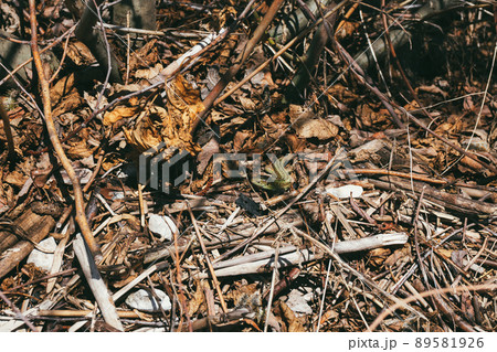 Portrait of a a young green sand lizard enjoys the evening sun on some spring sun on the grass and plastic trash Portrait of a a young green sand lizard enjoys the evening sun on some spring sun on the grass and plastic trash 89581926