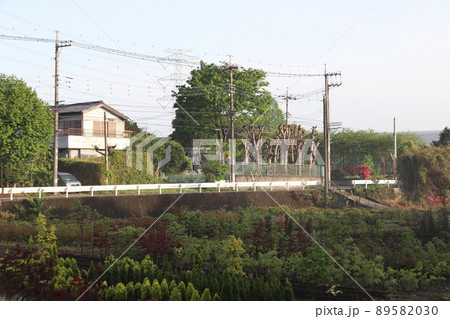 神根地区の植木畑にて(埼玉県川口市) 神根地区の植木畑にて(埼玉県川口市) 89582030