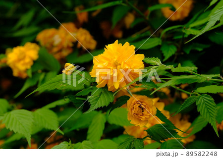 満開のヤエヤマブキ 89582248