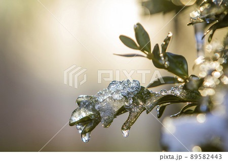 Bush brunch with small wet green leaves covered with ice and hanging icicles on bright blurred sunny abstract copy space background. Postcard greeting New Year theme, weather and climate concept. 89582443