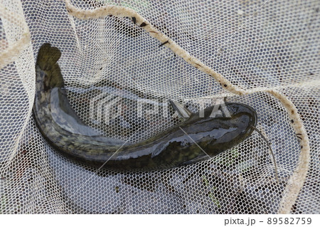 ニホンナマズ(埼玉県西部) ニホンナマズ(埼玉県西部) 89582759