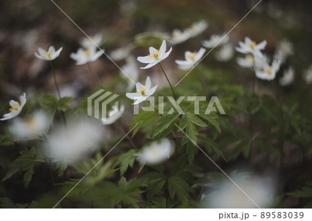 Beautiful spring background with white anemones flowers in spring woods. Springtime 89583039