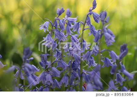 日本の春の庭に咲く青いブルーベルの花 89583064