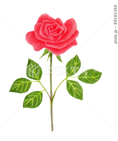 色鉛筆画の赤いバラの花のイラスト素材 [89583360] - PIXTA