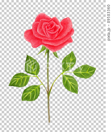 色鉛筆画の赤いバラの花のイラスト素材 [89583360] - PIXTA