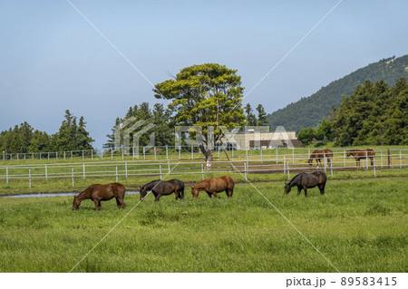 牧場 草原 動物 89583415